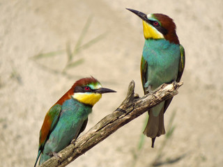 European bee-eater (Merops apiaster), wildlife colorful bee eater bird in natural habitat, close up with blurry background
