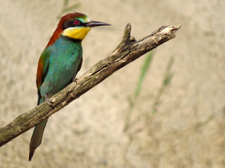 European bee-eater (Merops apiaster), wildlife colorful bee eater bird in natural habitat, close up with blurry background