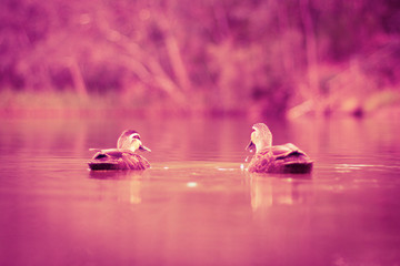 Two floating ducks in a romantic composition in pink shade