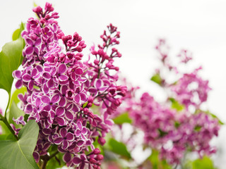 Obraz premium Branch of decorative lilac against the sky with soft focus