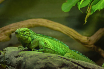 A green iguana on a stone in its habitat. Closeup