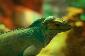 Fototapeta premium The head of a green iguana against a background of bright nature. Closeup