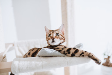 Bengalkatze Kitten Katzenbaby