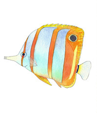 Butterfly fish. Hand drawing watercolor sketch on white background. Colorful illustration. Picture can be used in greeting cards, posters, flyers, banners, logo, further design etc.