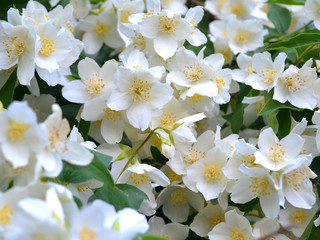 Jasmin, wedding surface background. Spring blossom background. White jasmine. Summer nature. Sakura blossom flower.