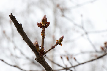 Spring, red buds bloom. Maple branches on a white sky with large buds.  Early spring