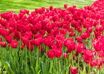 Fototapeta premium Spring nature background with tulip flowers