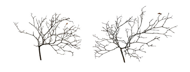 Two bare tree branches on white background