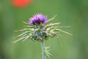 TABLAS DE DAIMIEL, ESPAÑA