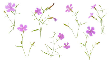 Various carnation pink flowers on stems on white background
