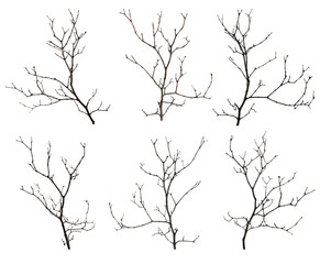 Various bare tree branches on white background