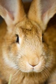 muzzle close-up of a funny cute red rabbit