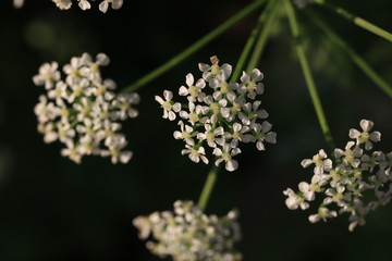 TABLAS DE DAIMIEL, ESPAÑA