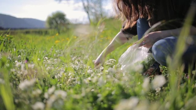 A woman collects wild strawberry flowers in a meadow with various plants and puts them in a bag. In the background, a meadow and mountains. Alternative herbal medicine