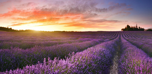 View of lavender field at sunrise in Provence, France