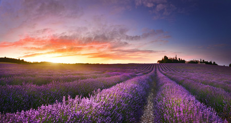 Plakat Great view of lavender field at sunrise in Provence, France
