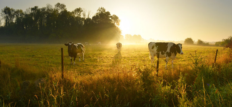 Cows on sunrise meadow