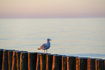 Seagulls on breakwater in Ustronie Morskie © RegnumInvictum