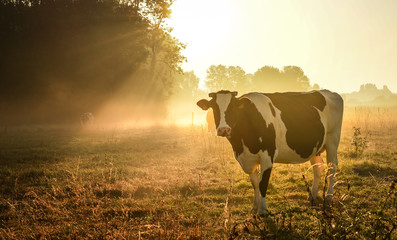 The cow and sunrise meadow - 318232134