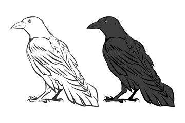 Black and white ravens