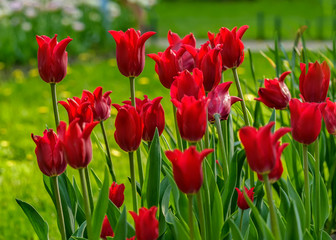 Tulip festival in St. Petersburg in the public Park on Elagin island in may 2019. Admission to the festival is free. 
