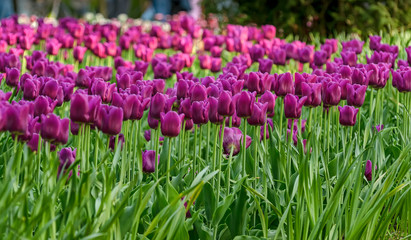 Fototapeta premium Tulip festival in St. Petersburg in the public Park on Elagin island in may 2019. Admission to the festival is free. 