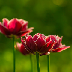 Tulip festival in St. Petersburg in the public Park on Elagin island in may 2019. Admission to the festival is free. 
