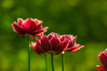 Tulip festival in St. Petersburg in the public Park on Elagin island in may 2019. Admission to the festival is free. 