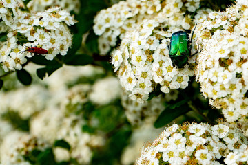 Blooming spirea or meadowsweet. Branches with white flowers. Beetle Eats Nectar
