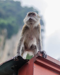 Monkey