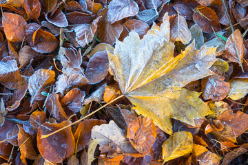 Rimy autumnal leaves