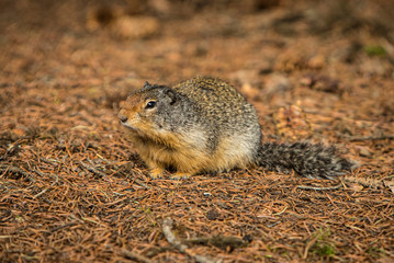 Marmot groundhog   at Manning park British Columbia BC Canada 