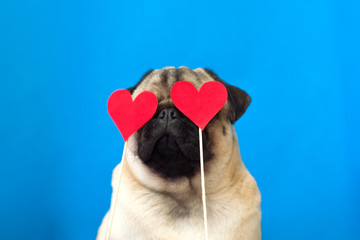 Cute dog pug wearing red paper hearts on eyes. Strong love concept - obrazy, fototapety, plakaty