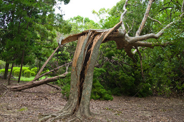 Damage by Typhoon.