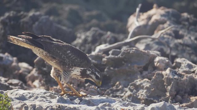 Beautiful eagle on Cuba, close up view. Cuba wildlife: birds. 