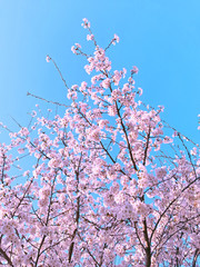 Sakura,pink cherry blossom in South Korea on spring season