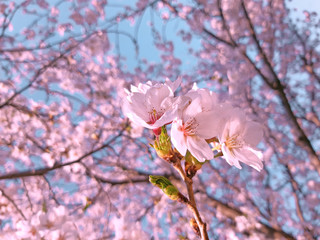 Sakura,pink cherry blossom in South Korea on spring season