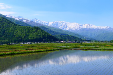 水田に映る北アルプス、白馬三山。松本、長野、日本。5月下旬。