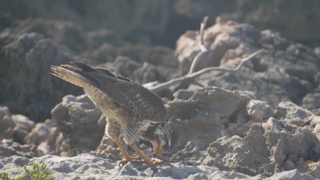 Beautiful eagle on Cuba, close up view. Cuba wildlife: birds. 