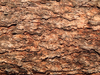 embossed background of tree bark in sunlight closeup