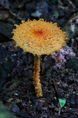 Wild mushroom in Khao Yai national park, Thailand