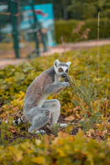 Affe