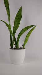 Sansevieria houseplant in a pot on a white background