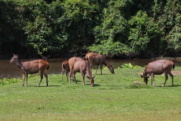 Obraz na płótnie Canvas Deer herd in Khao Yai national Park, Thailand