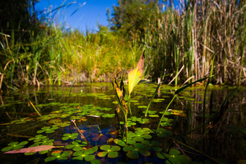 A picture of a swamp with a dragonfly on dried aquatic plant in the middle.