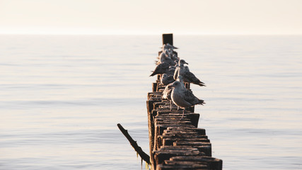 Seagulls on breakwater in Ustronie Morskie © RegnumInvictum