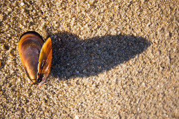Sandy background with shell and heart-shaped shadow of it.