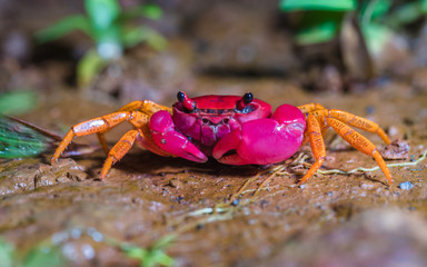 Pink forest crab