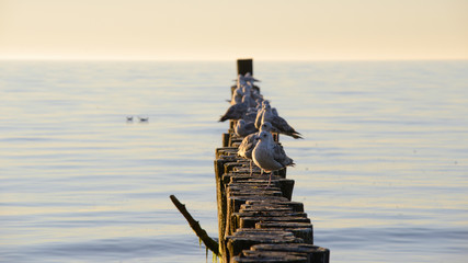 Seagulls on breakwater in Ustronie Morskie © RegnumInvictum