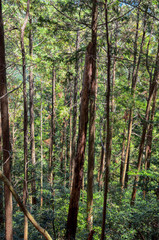 Obraz premium 森林